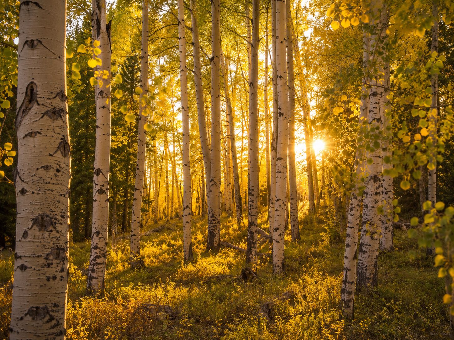 A grove of aspen trees in golden autumn light